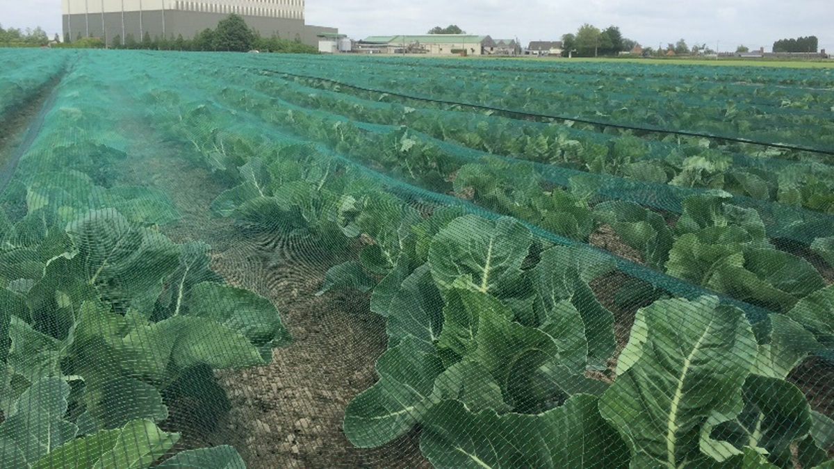 Los sistemas de invierno desarrollados por Arrigoni para el cultivo de fresas y hortalizas en campo abierto contribuyen a mejorar la productividad y la calidad, proteger la biodiversidad y aumentar la sostenibilidad de la producción, reforzando la resiliencia de la cadena agroalimentaria frente al cambio climático IRIDE BASE_Cabbage_Arrigoni.jpg